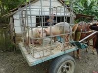 Sierra del Escambray (30)