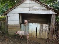 Sierra del Escambray (35)