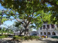 Ceiba auf dem Platz José Marti in Cienfuegos