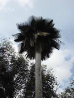 Im Botanischen Garten von Cienfuegos