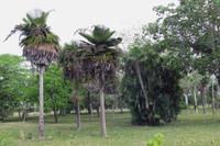Im Botanischen Garten von Cienfuegos