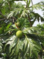 Brotfruchtbaum