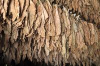 Tabakblätter trocknen in Pinar del Rio