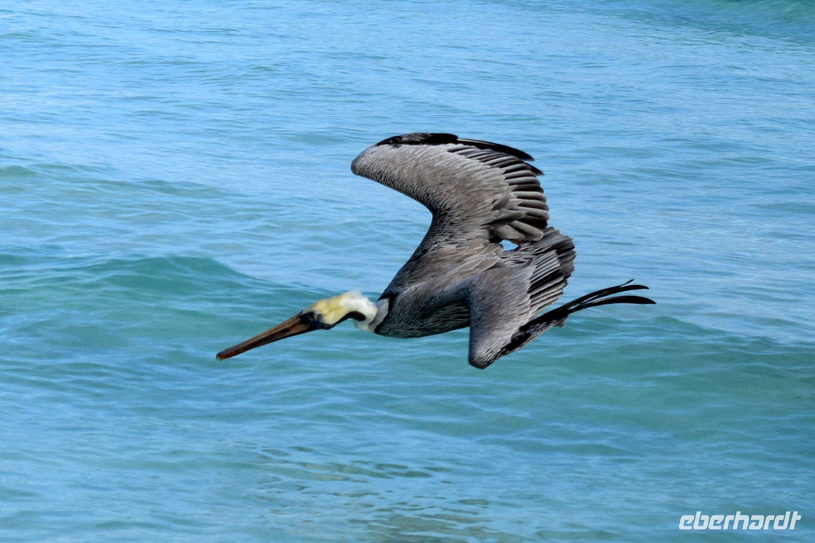 Pelikan am Strand von Cayo Santa Maria