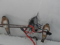 Untermieter in der Kunstgalerie