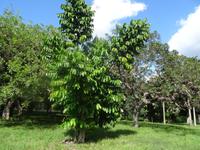 Schefflera im Botanischen Garten Cienfuegos