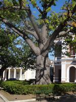 Ein Ceiba-Baum in Cienfuegos