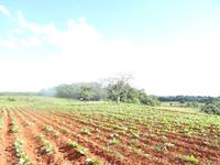 Die Tabakpflanzen sind noch klein