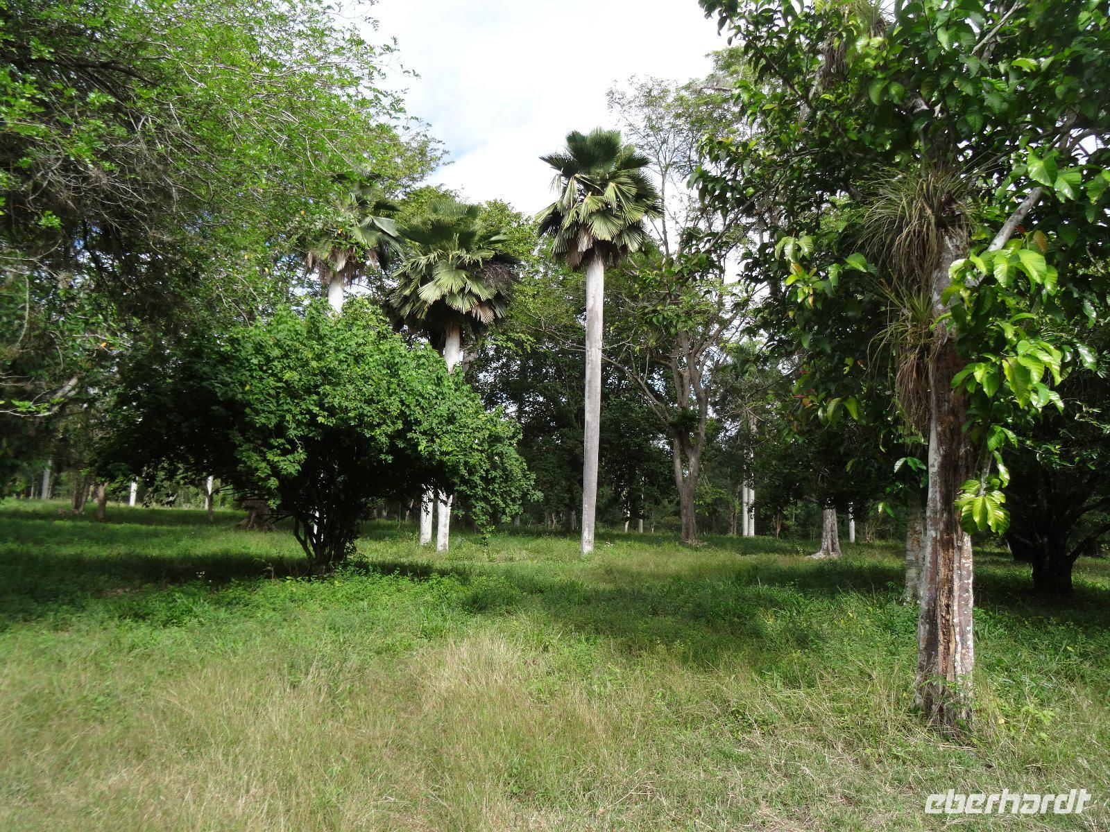 Kopernicia-Palmen in Cienfuegos