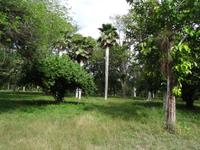 Kopernicia-Palmen in Cienfuegos