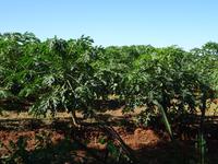 Puerto Esperanza (6)