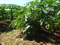 Puerto Esperanza (7)