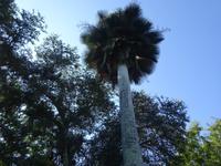 Botanischer Garten Cienfuegos (4)