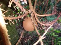 Botanischer Garten Cienfuegos (9)