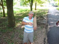 Botanischer Garten Cienfuegos (14)