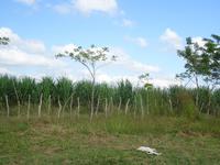 Valle de los Ingenios (3)