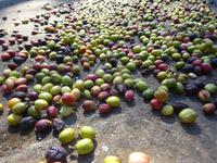 Sierra del Escambray (7)