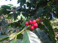 Sierra del Escambray (11)