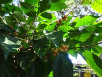 Sierra del Escambray (12)