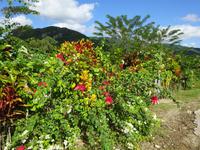 Sierra del Escambray (19)