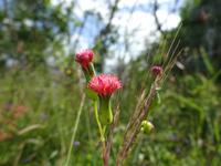 Cayo Santa Maria (4)