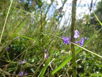 Cayo Santa Maria (5)