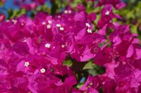 Bougainvilleablüte