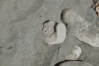 Korallenskelette am Strand