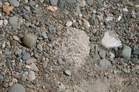 Korallenskelette am Strand