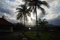 Palmen im spätnachmittäglichen Sonnenschein