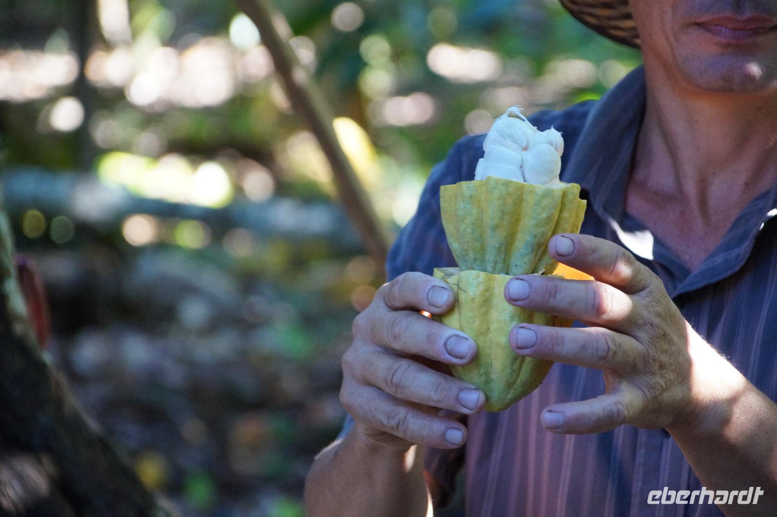 Wer will Kakaobohnen lutschen? 