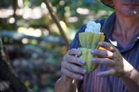 Wer will Kakaobohnen lutschen? 