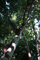 Kakaobohnen hängen direkt am Stamm, hier mit Gerät zur Ernte (Kakaobäume sind zu schwach, um sie zu besteigen)