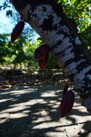 Kakaobohnen hängen direkt am Stamm