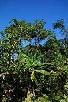 Diverse Bäume auf der Kakao-Plantage 