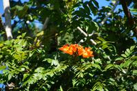 Afrikanischer Tulpenbaum 