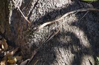 Echse am Gran Abuelo (