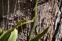 Grüne Eidechse auf Epiphytenblatt