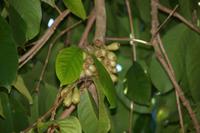 Früchte des Pomarrosa