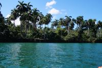 Königspalmen am Ufer des Toa