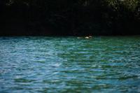 Der Hund schwimmt, wie ein Fußballspieler den Ball in den Lauf des Mannschaftskameraden schießt, nicht auf unser Boot zu, sondern auf einen Punkt vor unserem Boot