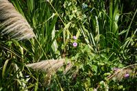 Schilf und Pflanzen am Ufer des Toa 