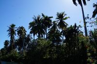 Königspalmen am Ufer des Toa