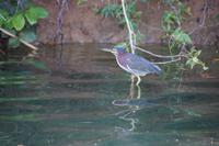 Eine Art Zwergreiher, Río Toa