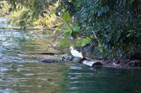 Seidenreiher, Río Toa