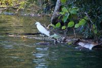 Seidenreiher, Río Toa