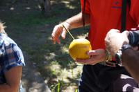 Pampelmuse mit Strohhalm aus Papyrus, der Pampelmusensaft ist natürlich mit Vitamin R veredelt