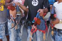 Auf dem Weg zum Hahnenkampf