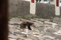 Die Katze hat eine Echse gefangen 