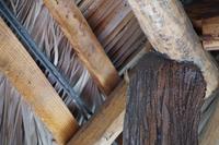 Eine andere Echse hat sich vor einer zweiten Katze ins Dach geflüchtet